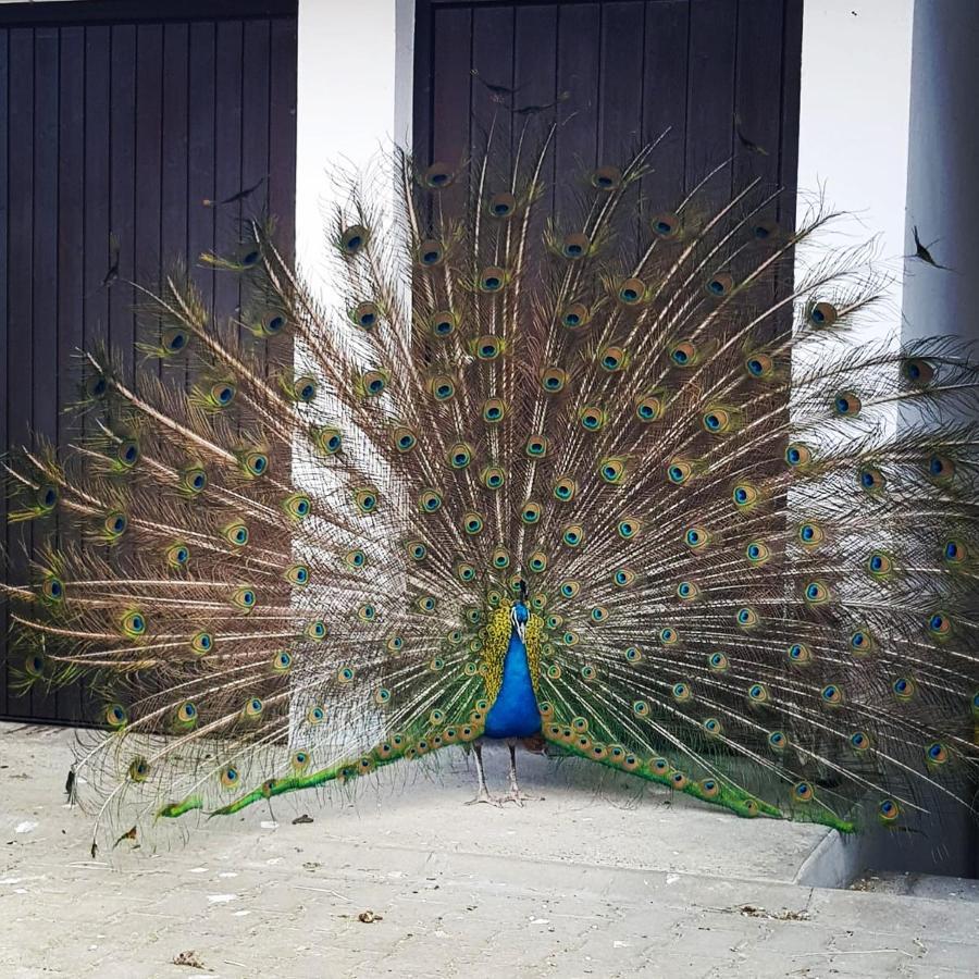 Peacock Lodge Wain Buitenkant foto